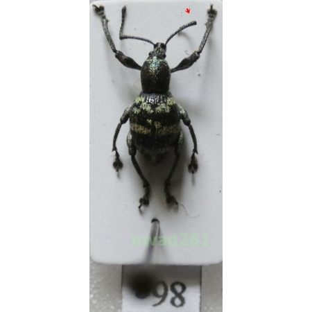 Neopyrgops sp. Heller, 1913 Philippines86c